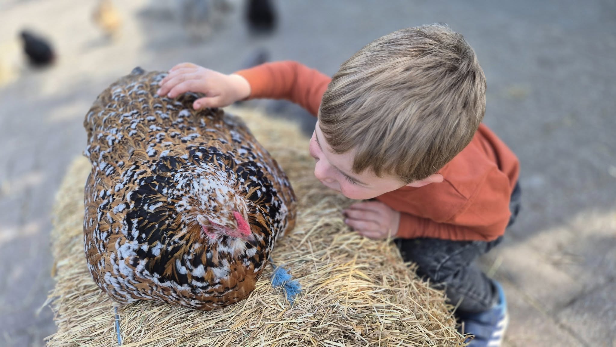 Mobiele zorgboerderij Stal Roelantshof — afbeelding 4