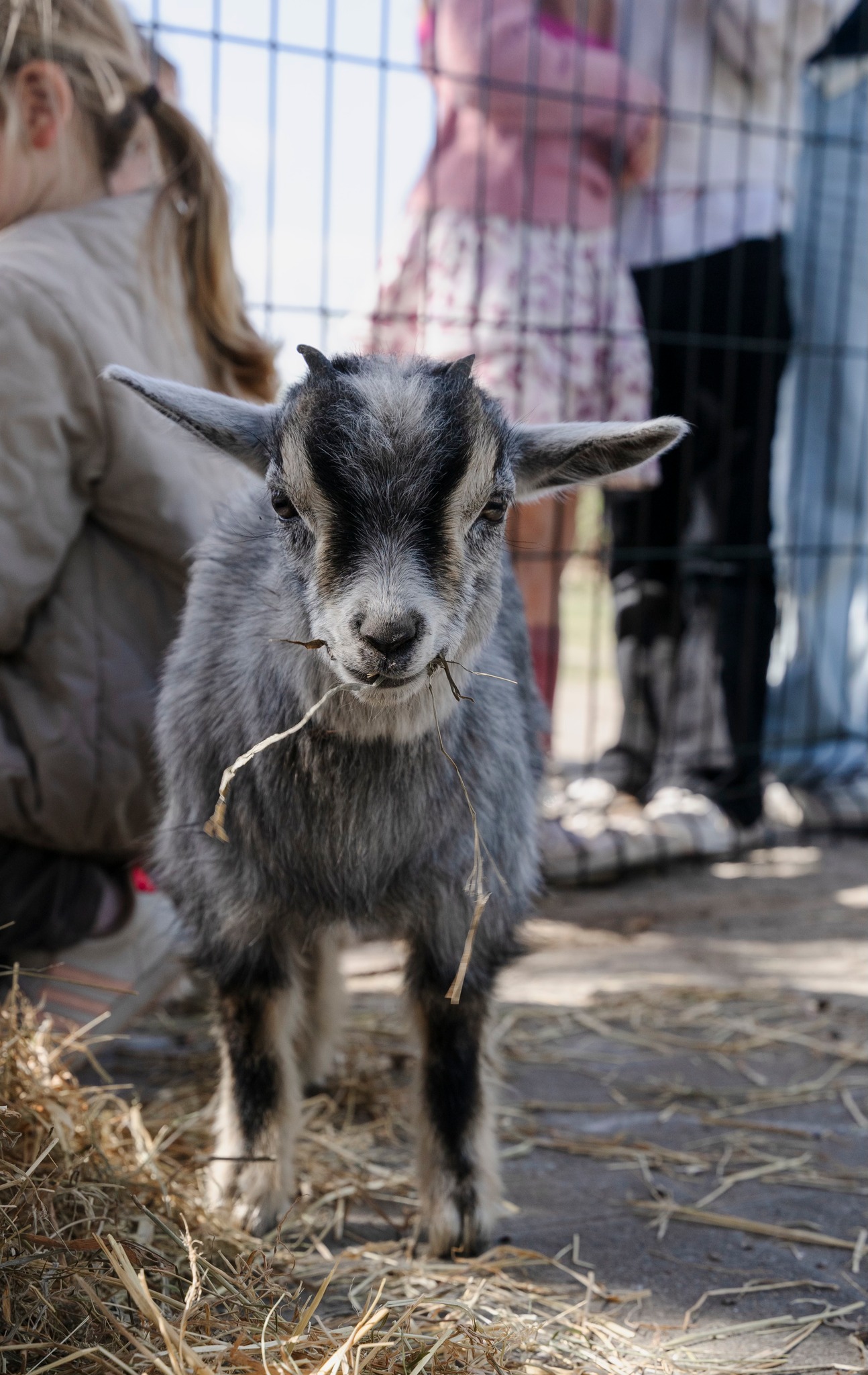 Mobiele zorgboerderij Stal Roelantshof — afbeelding 5