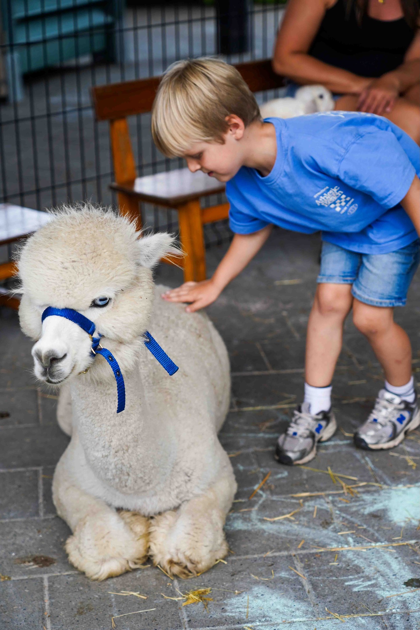 Mobiele zorgboerderij Stal Roelantshof — afbeelding 6