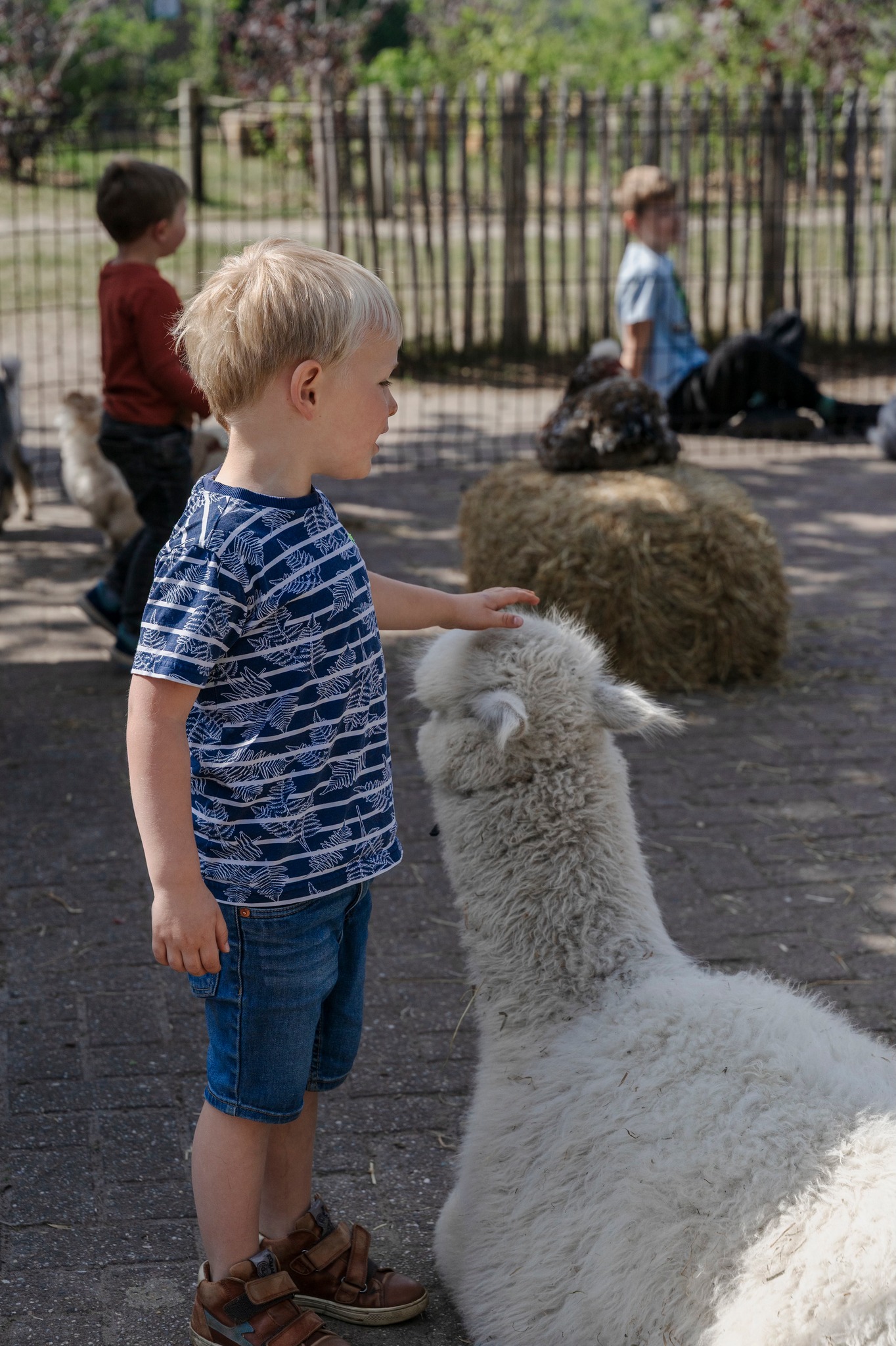 Mobiele zorgboerderij Stal Roelantshof — afbeelding 7