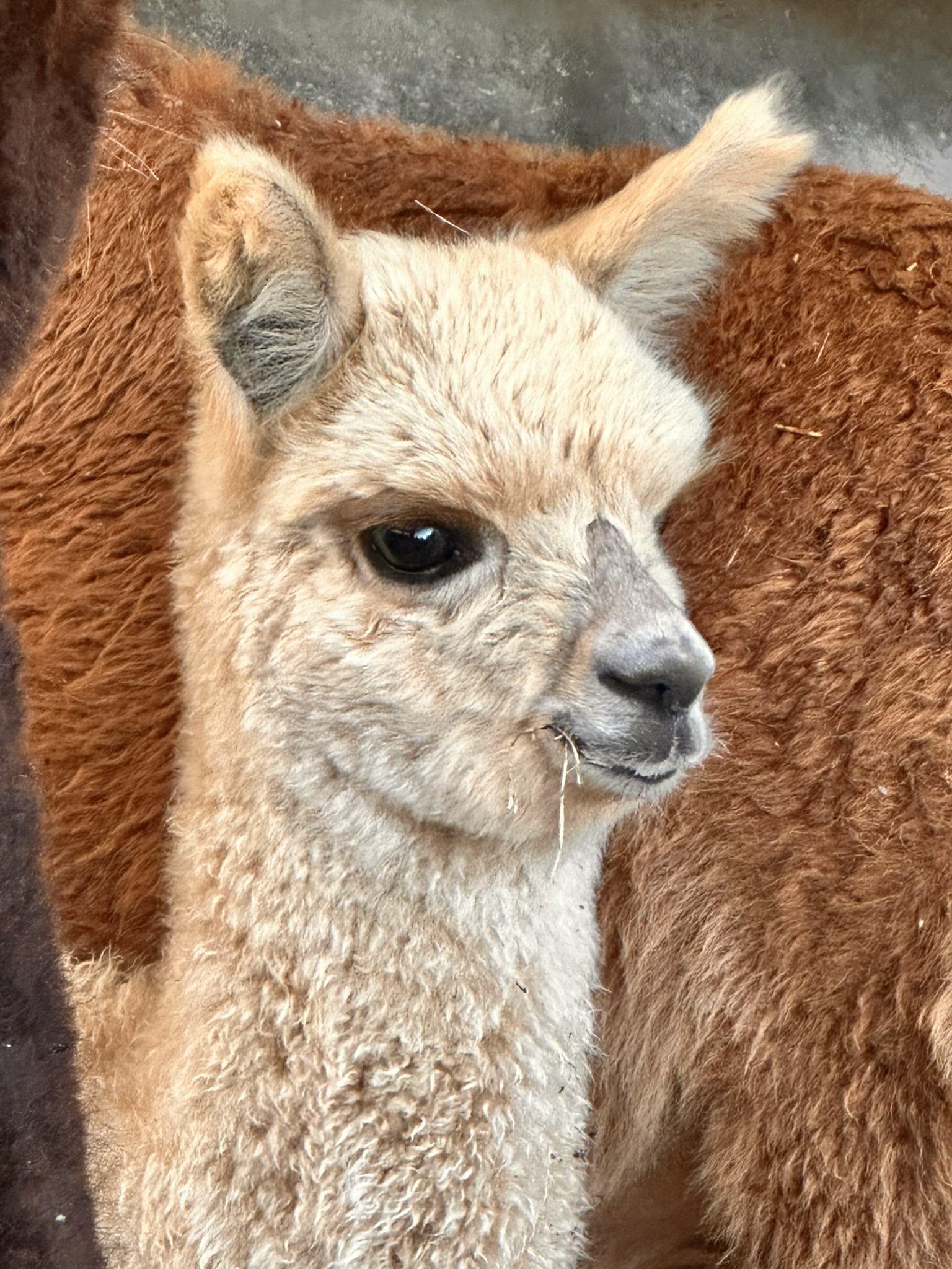 Alpacabel — afbeelding 5